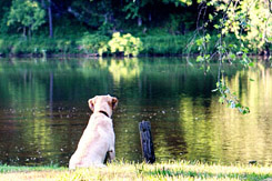 Dog Gazing at Water